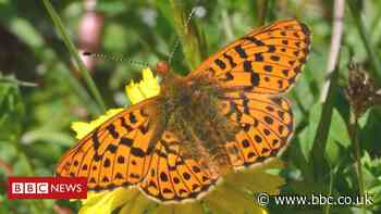 How cattle are helping rare butterflies to thrive at Mabie Forest - BBC News