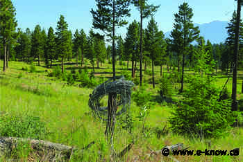 Enviro-alliance clears barbwire from Community Forest | Cranbrook, East Kootenay - E-Know.ca
