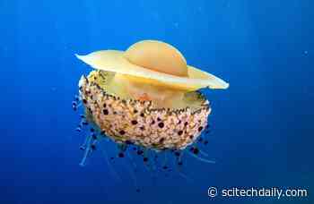 Scientists Resurrect “Forgotten” Genus of Symbiotic Algae Living in Marine Animals