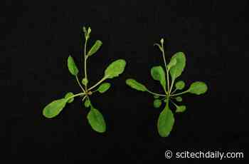 New CRISPR/Cas9 Plant Genetics Technology to Improve Agricultural Yield and Resist the Effects of Climate Change