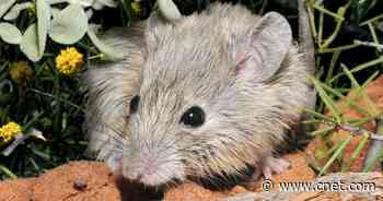 Back from the dead: Scientists discover mouse believed to be extinct for 150 years     - CNET