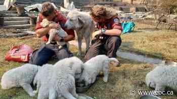 Lytton resident praises firefighters for saving animals she had to leave behind as she fled