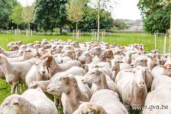 Schapen spelen mee in sprookje voor volwassenen (Kalmthout) - Gazet van Antwerpen Mobile - Gazet van Antwerpen