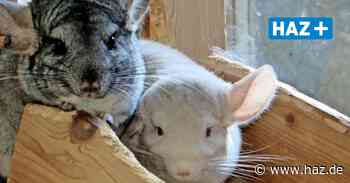 Hemmingen/Ronnenberg: Hände für Pfoten vermittelt Chinchilla-Paar - Hannoversche Allgemeine