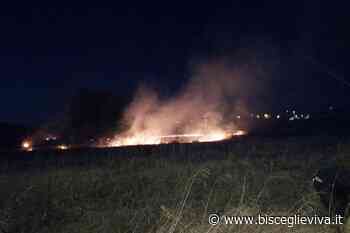 Incendio di sterpaglie in zona Sant'Andrea - BisceglieViva