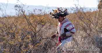 Inside a Peyote Pilgrimage