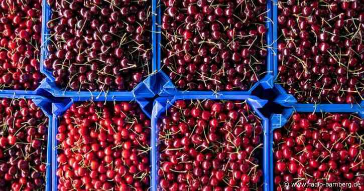 Kirschernte nach miserablem Jahr wieder im Soll