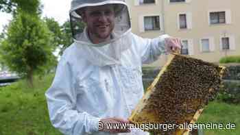Warum in Augsburg so viele Bienenschwärme unterwegs sind