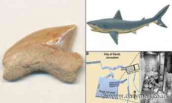 Prehistoric shark teeth found at a 2,900-year-old site in the City of David