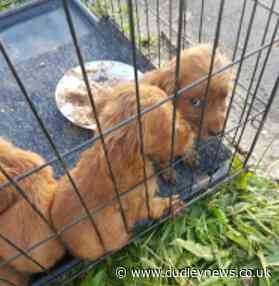 Dog owner's ban after emaciated puppies found on canal boat in Dudley - Dudley News
