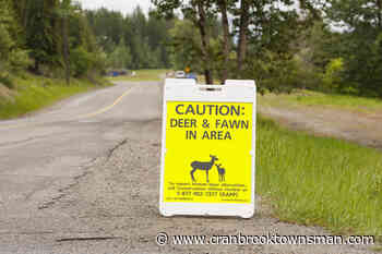 Kimberley woman in hospital after deer attack while out for dog walk – Cranbrook Daily Townsman - Cranbrook Townsman