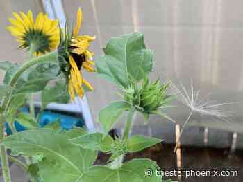 Wangersky: Day and night, two pieces