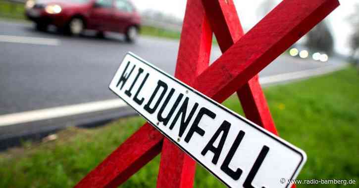 Fünf Wildunfälle in einer Nacht: Rehe und Feldhase sterben