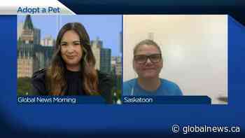 Adopt a Pet: Sloan from New Hope Dog Rescue