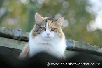 Justice for cats