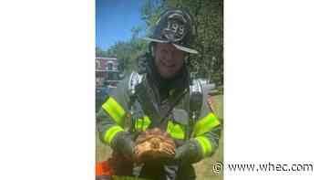 Gates firefighters rescue turtle from smoky apartment