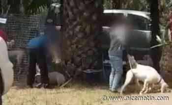 Un éleveur varois primé à un concours d'élevage filmé en train de frapper son chien