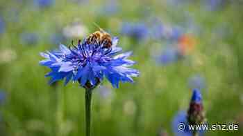 Nach Corona-Pause: Mein Garten in Tornesch: Bewerbungen sind wieder möglich | shz.de - shz.de