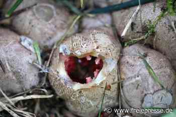 Seltener Pilz in Reichenbach - Freie Presse