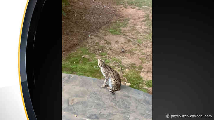 Atlanta Woman Wakes Up To Find A wild African Cat On Her Bed