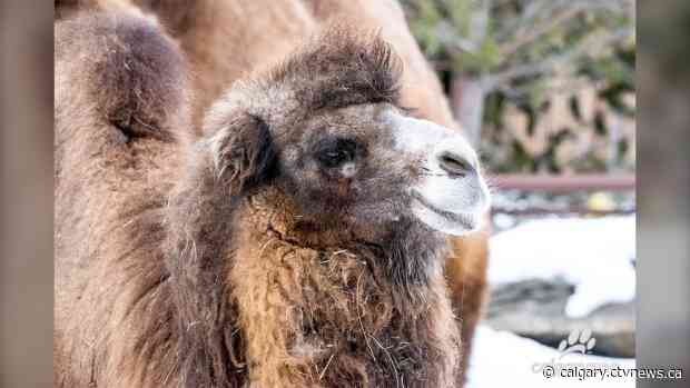 Camel, calf die during birth at Calgary Zoo