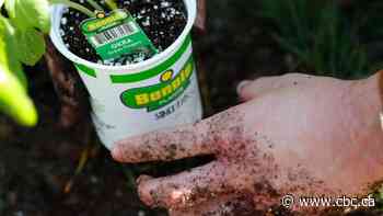 Ants marching on your garden? Warm weather may mean more of them, Sask. expert says