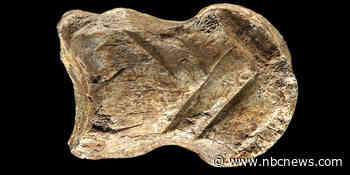 A Neanderthal masterpiece? Prehistoric carved bone may be oldest work of art ever found