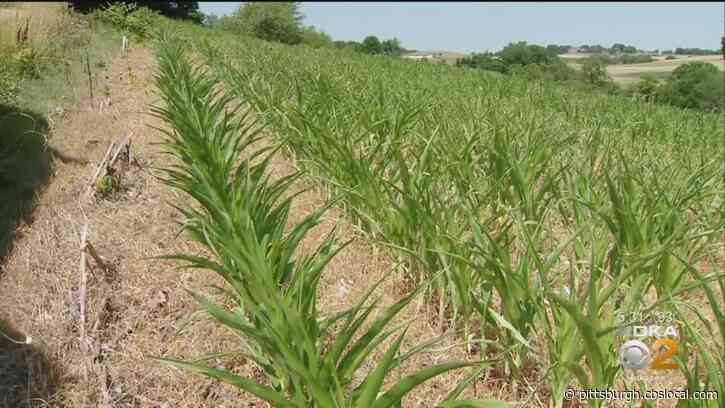 Farmers Say Agriculture Industry Is Bouncing Back After Pandemic, Seasons Of Bad Weather