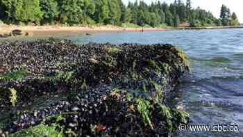 More than a billion seashore animals may have cooked to death in B.C. heat wave, says UBC researcher