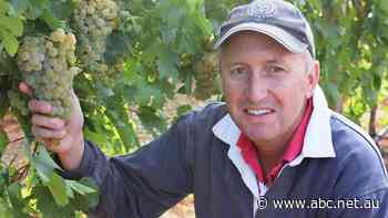 Cheers to a record vintage: Wine and grape producers celebrate a huge crush