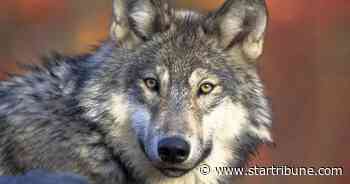 Study says hunting, poaching reduce Wisconsin wolf numbers