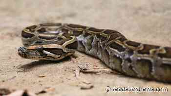 Man bitten by neighbor’s escaped python in toilet in Austria