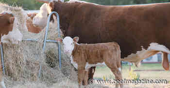 Plan now for beef cattle’s winter hay needs