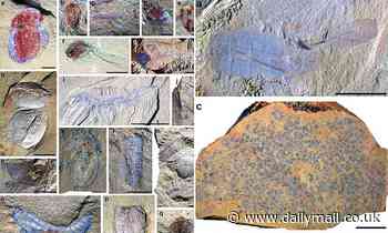 Archaeologists find 17 entirely new species in undersea 'nursery' buried 518 million years ago 