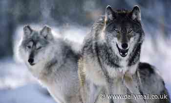 Wisconsin's grey wolf population fell 30 percent in one year from illegal hunting