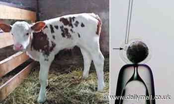 Russian scientists clone cow and edit her genes to remove protein that causes lactose intolerance