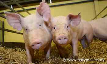 Meat from gene-edited 'super pigs' could hit British supermarket shelves within five years