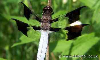 Climate change is causing dragonflies to lose their 'bling'