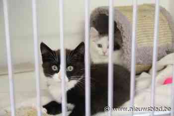 Politie neemt in Bocholt 425 dieren in beslag wegens inbreuken dierenwelzijnswet