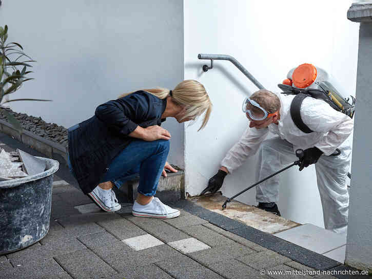 Ratten – ein Fall für den Kammerjäger