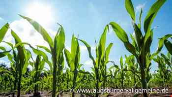 Unfall in Pfuhl: Alkoholfahrt endet im Maisfeld - Fahrer schläft auf dem Lenkrad