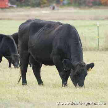 Summer Beef Demand Sizzles