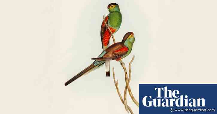Ban imposed on overseas sale of John Gould’s landmark ornithological studies