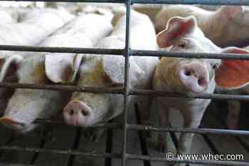 New US rules to protect animal farmers expected soon