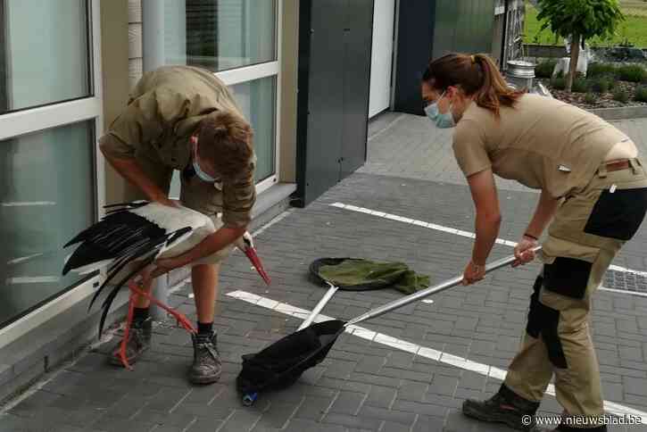Bijzonder makke ooievaar wandelt langs drukke steenweg