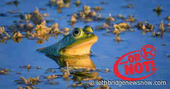 The Idea That Bullfrogs Never Sleep Is Bull - Lethbridge News Now