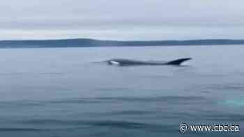 Orca whales splash cod fishing excursion near St. Philip's