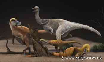 Alvarezsaur dinosaurs rapidly SHRANK to the size of chickens 95 million years ago