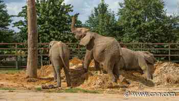 Elephants to be moved from UK zoo to Kenyan wild in 'world first'