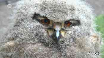 8Het uilskuiken van Essen - ATV